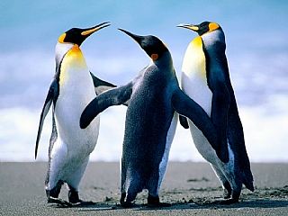 test (Enlarge)